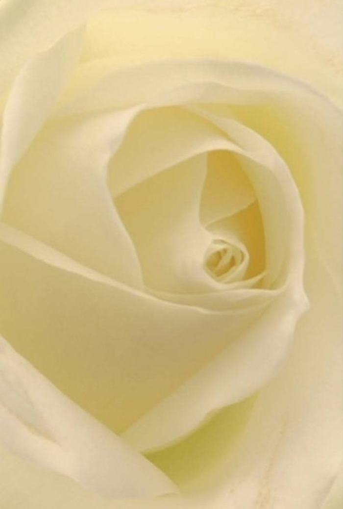 Viewed up close, this classic white rose embodies tranquility and refinement-qualities that echo throughout Seven Sisters' leafy avenues. The petals softly blend creamy whites and delicate hints of pale yellow, gracefully arranged in a spiraling core that appears to glow from within beneath north London's gentle light. Every layer reveals nuanced shadows and subtle highlights, suggesting pure, serene resilience and the enduring hope brought by skilled local florists. The compositional balance is intentional, with each outward curl of the petals radiating a peaceful confidence, suitable for moments of heartfelt sincerity-a romantic gesture, a thoughtful apology, or an elegant wedding arrangement prepared for venues along West Green Road. Light caresses the surface, revealing both the rose's delicate fragility and its timeless sophistication. The imagined scent is pure-an understated floral whisper, evocative of spring breezes at Chestnuts Park. Each element, from texture to composition, reflects the care and artistry inherent in Seven Sisters' best floral creations, offering a message as clean and appropriate as the flower's luminous pose.
